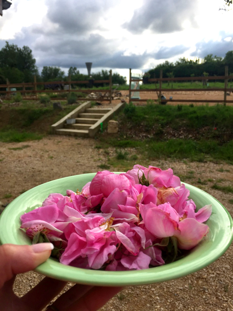 Visite du domaine - L'herbier de Marie
